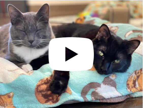 
Always Together: Inspiring Story of Two Paralyzed Kitty BFFs!